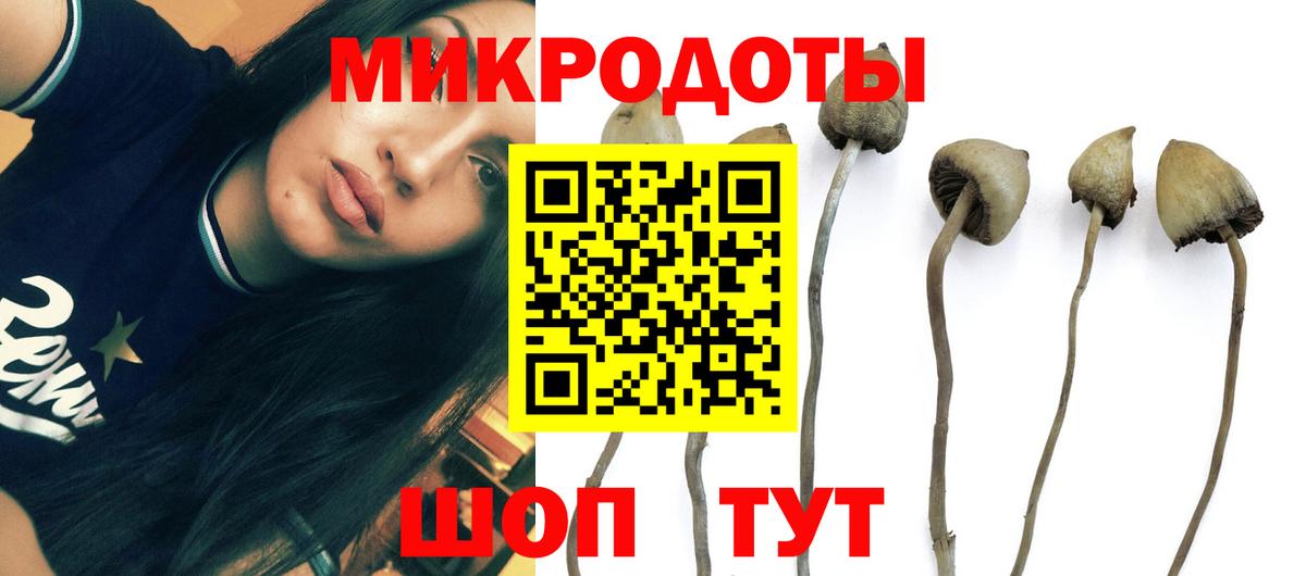 Псилоцибиновые грибы Psilocybe  Вход с VPN  Советск  Псилоцибиновые грибы Psilocybe 